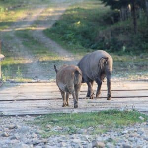 A vaddisznóállomány itthon – helyzetelemzésre és a gazdálkodásra vonatkozó észrevételek - III. rész