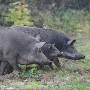 A vaddisznóállomány itthon – helyzetelemzésre és a gazdálkodásra vonatkozó észrevételek - I. rész