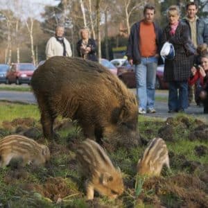 Köszöntsük a vadállatokat városunkban!