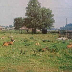 Puska nélkül a szafari parkban (Nimród, 1980. október)