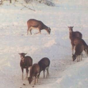 A muflon és vadászata (Nimród, 1980. december)